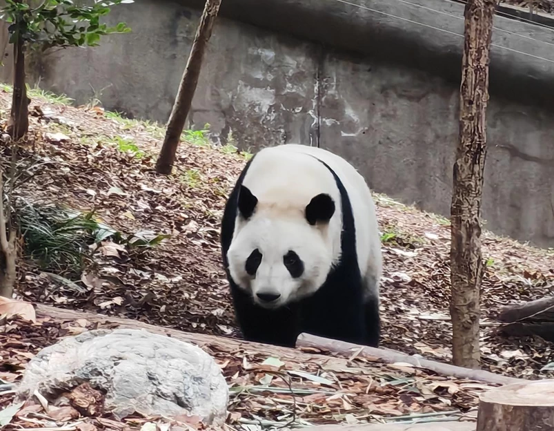 成都大熊猫繁育研究基地 - 成都旅游 1