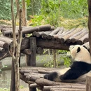 成都大熊猫繁育研究基地 - 成都旅游 缩略图 3