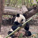 成都大熊猫繁育研究基地 - 成都旅游 缩略图 6