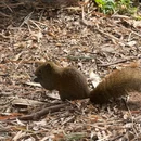 成都大熊猫繁育研究基地 - 成都旅游 缩略图 8