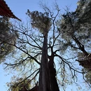 黑龙潭公园-龙泉观 - 昆明旅游 缩略图 7