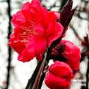 西安植物园-牡丹芍药园 - 西安市旅游 缩略图 3