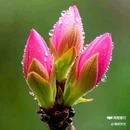 西安植物园-牡丹芍药园 - 西安市旅游 缩略图 1
