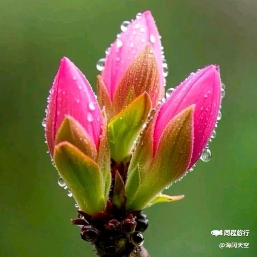 西安植物园-牡丹芍药园 - 西安市旅游