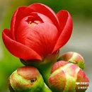 西安植物园-牡丹芍药园 - 西安市旅游 缩略图 5