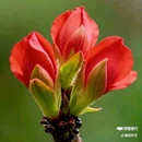 西安植物园-牡丹芍药园 - 西安市旅游 缩略图 2