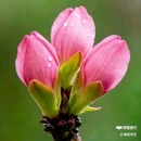 西安植物园-牡丹芍药园 - 西安市旅游 缩略图 4