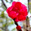 西安植物园-牡丹芍药园 - 西安市旅游 缩略图 6