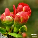 西安植物园-牡丹芍药园 - 西安市旅游 缩略图 7