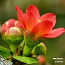 西安植物园-牡丹芍药园 - 西安市旅游 缩略图 9