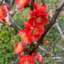 西安植物园-牡丹芍药园 - 西安市旅游 缩略图 8