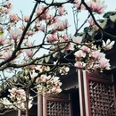 网师园 - 苏州市旅游 缩略图 3