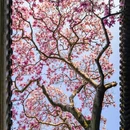 网师园 - 苏州市旅游 缩略图 1
