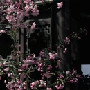 网师园 - 苏州市旅游 缩略图 4