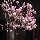 网师园 - 苏州市旅游 缩略图 2