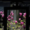 网师园 - 苏州市旅游 缩略图 5