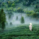 蒙顶山风景名胜区 - 雅安市旅游 缩略图 1