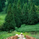 蒙顶山风景名胜区 - 雅安市旅游 缩略图 5