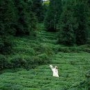 蒙顶山风景名胜区 - 雅安市旅游 缩略图 2