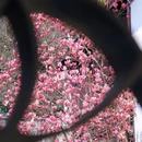 无锡市梁溪区小娄巷佚园 - 无锡市旅游 缩略图 5