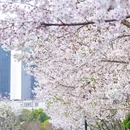 合肥市花冲公园 - 合肥市旅游 缩略图 1