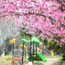 合肥市花冲公园 - 合肥市旅游 缩略图 5