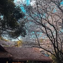 中国茶叶博物馆(双峰馆区) - 杭州市旅游 缩略图 5