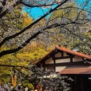 中国茶叶博物馆(双峰馆区) - 杭州市旅游 缩略图 8