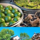 周庄古镇风景区 - 苏州市旅游 缩略图 2