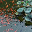 芜湖广济寺 - 芜湖市旅游 缩略图 2