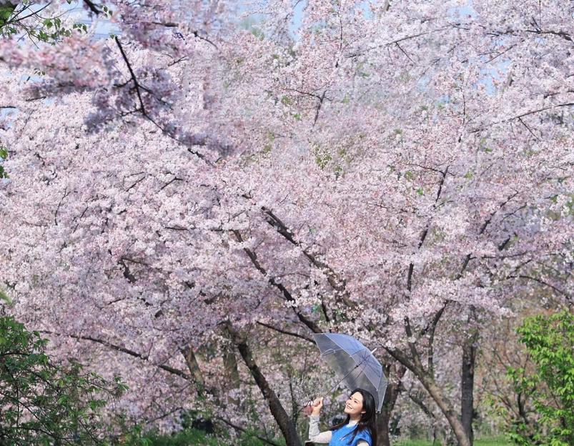 东湖樱花园-曲院樱艳 - 武汉市旅游 1