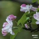 西安植物园-牡丹芍药园 - 西安市旅游 缩略图 2