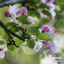 西安植物园-牡丹芍药园 - 西安市旅游 缩略图 6