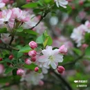 西安植物园-牡丹芍药园 - 西安市旅游 缩略图 4