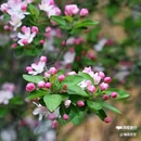 西安植物园-牡丹芍药园 - 西安市旅游 缩略图 7