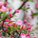 西安植物园-牡丹芍药园 - 西安市旅游 缩略图 5