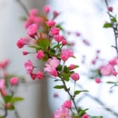 西安植物园-牡丹芍药园 - 西安市旅游 缩略图 1