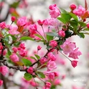 西安植物园-牡丹芍药园 - 西安市旅游 缩略图 3