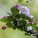 西安植物园-牡丹芍药园 - 西安市旅游 缩略图 8