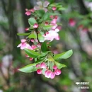 西安植物园-牡丹芍药园 - 西安市旅游 缩略图 9