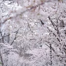 逍遥津公园-渡津桥 - 合肥市旅游 缩略图 7