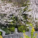 逍遥津公园-渡津桥 - 合肥市旅游 缩略图 9