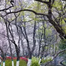 逍遥津公园-渡津桥 - 合肥市旅游 缩略图 8
