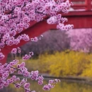 隋唐城遗址植物园 - 洛阳市旅游 缩略图 6