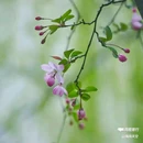西安植物园-牡丹芍药园 - 西安市旅游 缩略图 3