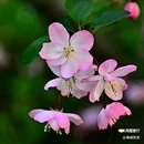 西安植物园-牡丹芍药园 - 西安市旅游 缩略图 8