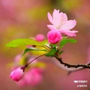 西安植物园-牡丹芍药园 - 西安市旅游 缩略图 4