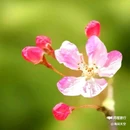 西安植物园-牡丹芍药园 - 西安市旅游 缩略图 2