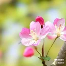 西安植物园-牡丹芍药园 - 西安市旅游 缩略图 5