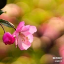 西安植物园-牡丹芍药园 - 西安市旅游 缩略图 1